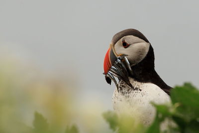 Close-up of bird