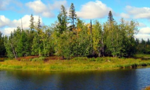 Scenic view of forest against sky