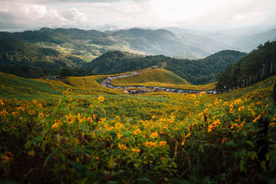 landscape