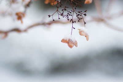 Close-up of frozen plant during winter