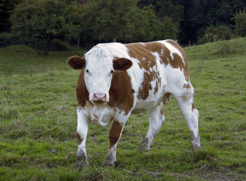 Portrait of cow standing in field