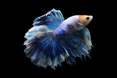 Close-up of fish underwater
