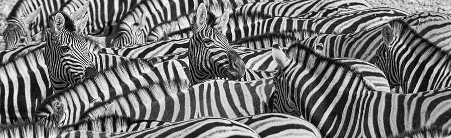 Full frame shot of zebra