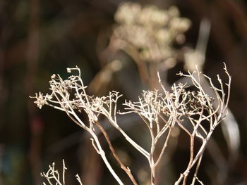 Close-up of frozen tree during winter