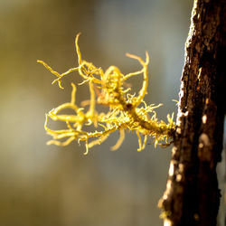 Close-up of lichen on tree trunk