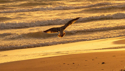 High angle view of seagull flying over beach
