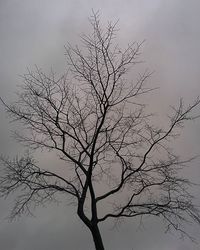 Low angle view of bare trees against sky