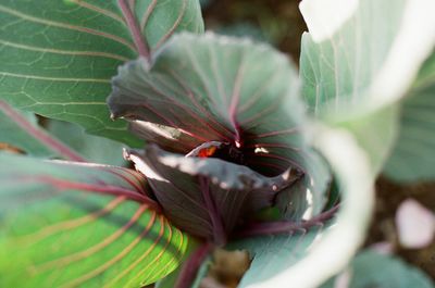 Close-up of leaf on plant