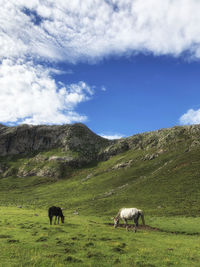 The couple horse black and white in green mountain on blue sky