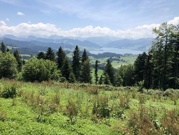 Scenic view of field against sky