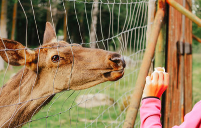 Feeding the deer in the reserve. caring for nature, love for animals