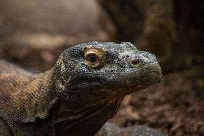 Close-up of lizard on land