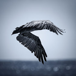 Low angle view of bird flying against sky