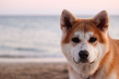 Close-up portrait of a dog