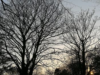 Low angle view of silhouette bare trees against sky