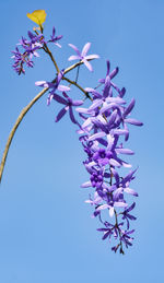 Low angle view of pink flowering plant against clear blue sky