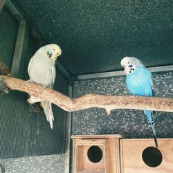 Close-up of birds perching on wood