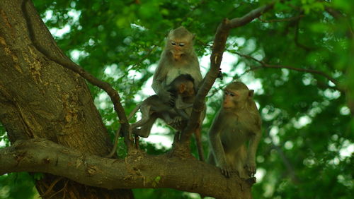 Low angle view of monkey sitting on tree