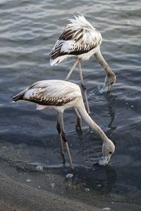 Flamingos on a lake