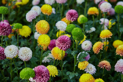 Multicolored chrysanthemum or pom pom flower blossom in the garden