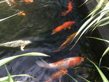 Close-up of koi fish in water