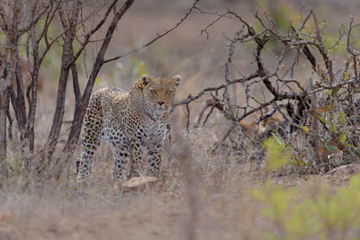 View of a cat on land