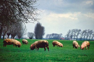 Pigs on the field