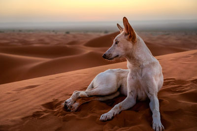 View of a dog looking away