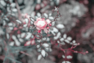 Close-up of cherry blossom on tree