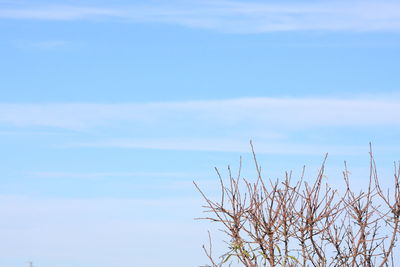 Low angle view of plants against sky