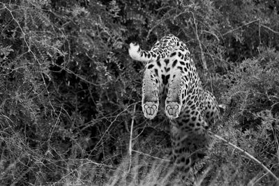 Leopard jumping into bush