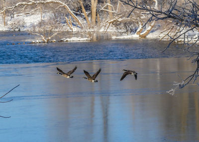 Birds flying over lake during winter