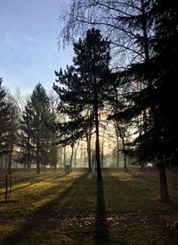 Trees on field against sky