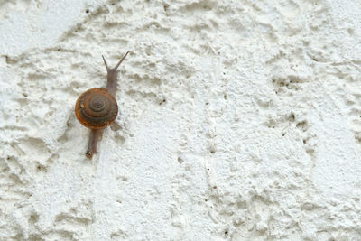 Close-up of snail