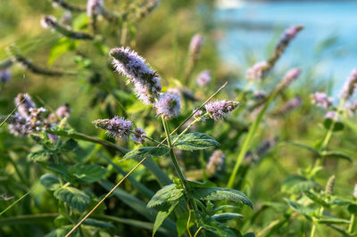 Thickets of wild mint. blooming mint lamiaceae.