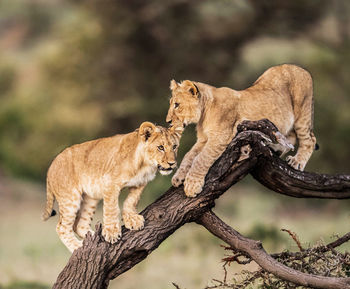 View of two cats on tree