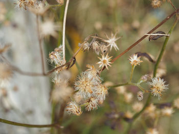 Close-up of wilted plant on field