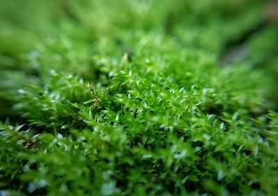 Close-up of plant