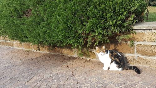 Cat sitting on plant