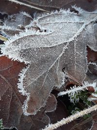 Close-up of frozen leaves