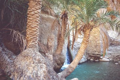 View of trees in water