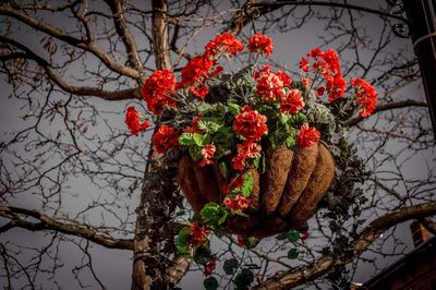 Low angle view of flowers on tree
