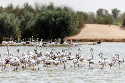 Great flamingos at al qudra lake in dubai, uae