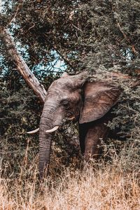 View of elephant on field