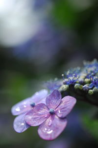 Close-up of fresh purple flower in water