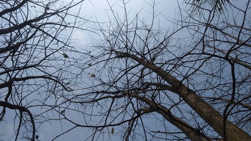 Low angle view of bird perching on bare tree against sky