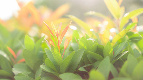 Blurry leaf background, red young leaves and buds of australian brush cherry plant in garden 