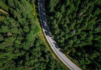 High angle view of road amidst trees in forest