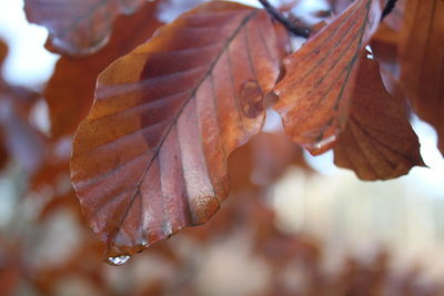 Close-up of maple leaves