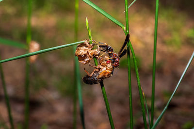 Close-up of insect on land